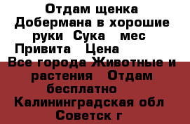 Отдам щенка Добермана в хорошие руки. Сука 5 мес. Привита › Цена ­ 5 000 - Все города Животные и растения » Отдам бесплатно   . Калининградская обл.,Советск г.